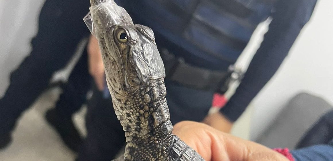 (VIDEO) Hallan cocodrilo en el metro de la CDMX