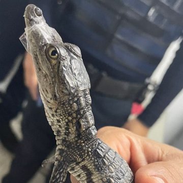 (VIDEO) Hallan cocodrilo en el metro de la CDMX