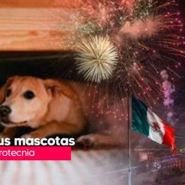 En estas fiestas patrias, cuida a tu mascota de la pirotecnia