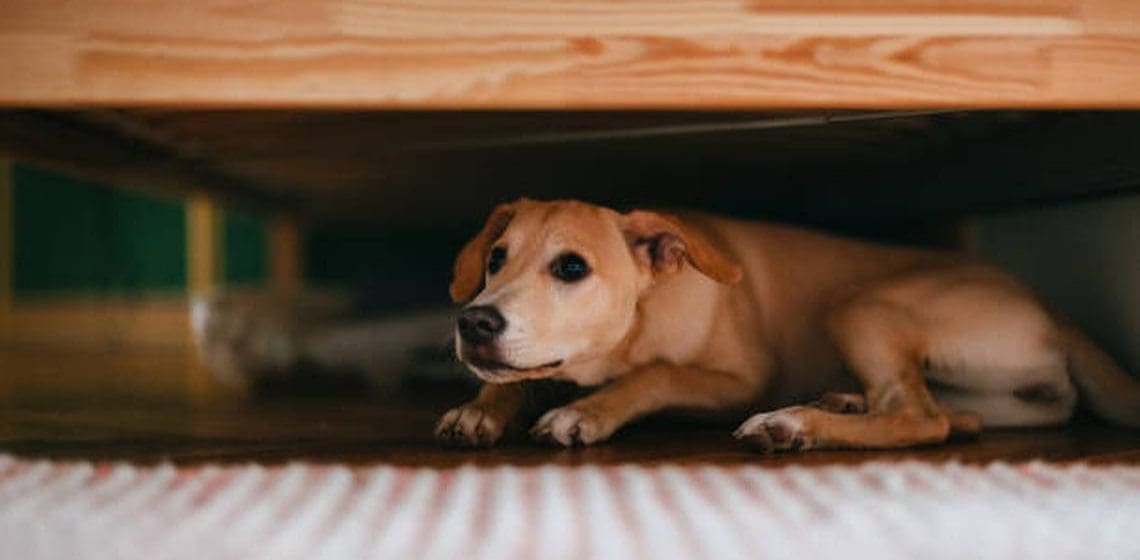 En estas fiestas patrias, cuida a tu mascota de la pirotecnia