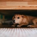 En estas fiestas patrias, cuida a tu mascota de la pirotecnia