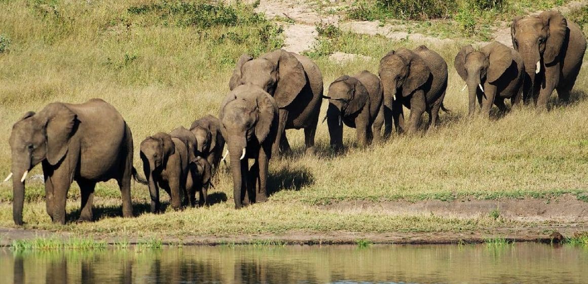 Zimbabue sacrificará 200 elefantes para alimentar a su población hambrientos por la sequía