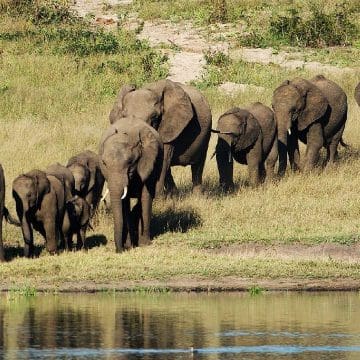 Zimbabue sacrificará 200 elefantes para alimentar a su población hambrientos por la sequía