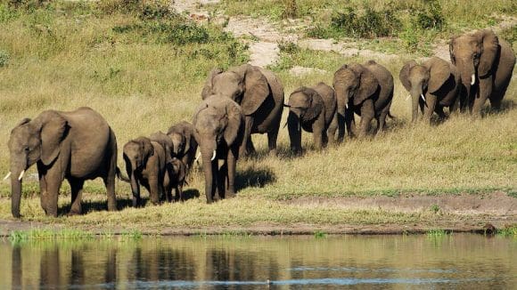 Zimbabue sacrificará 200 elefantes para alimentar a su población hambrientos por la sequía