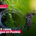 Acumula Puebla 4 mil 028 casos de dengue en lo que va del 2024