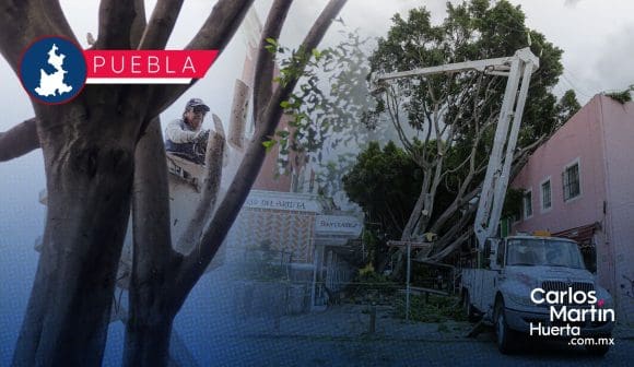 Realizan retiro de árbol que cayó en el Barrio del Artista