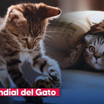 Día del Gato: Tres fechas para celebrar a nuestros compañeros felinos