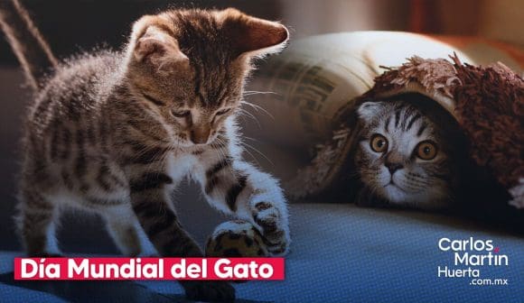 Día del Gato: Tres fechas para celebrar a nuestros compañeros felinos