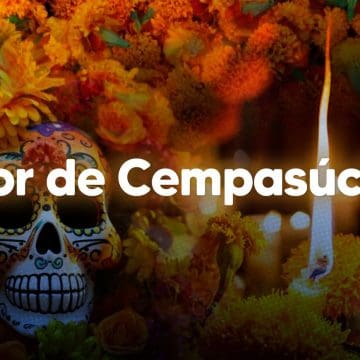 Cempasúchil: La flor que ilumina el camino en el Día de Muertos