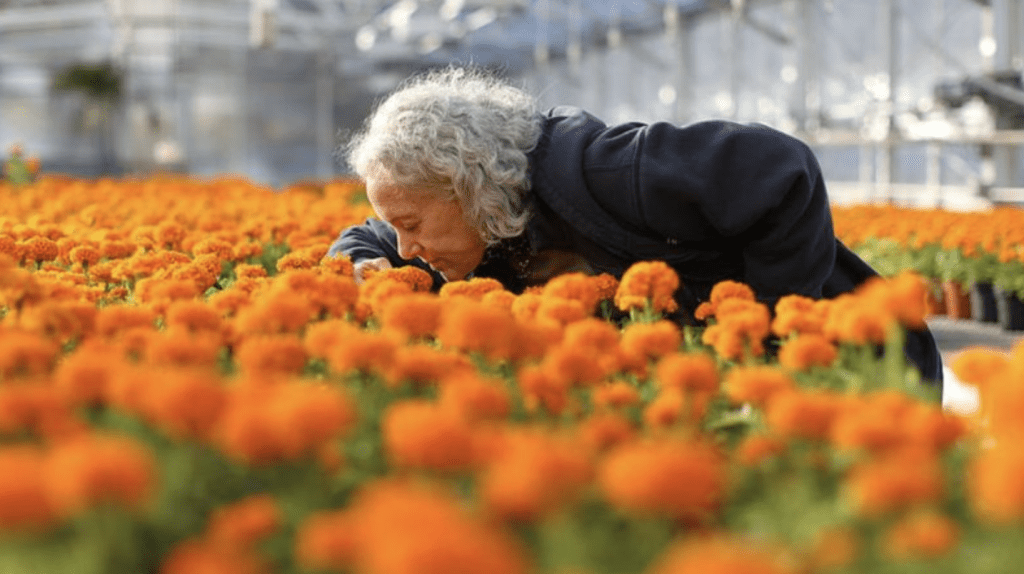 Flor de cempasuchil ilumina el camino de los muertos