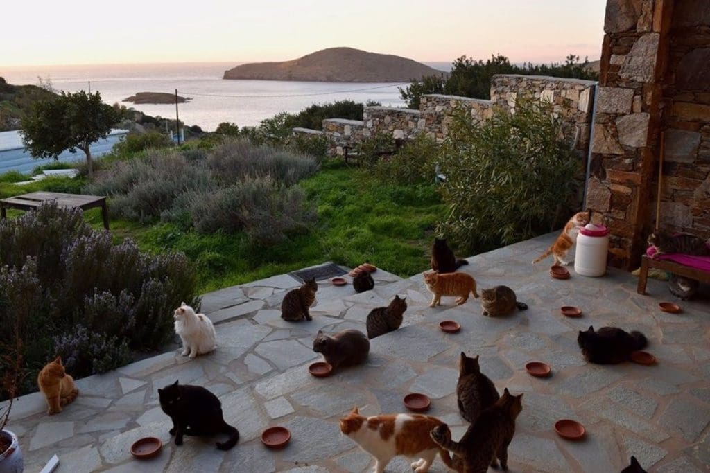 GATOS EN GRECIA