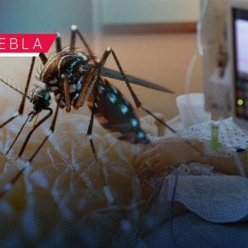 Hospitalizan a 6 personas por dengue en Puebla