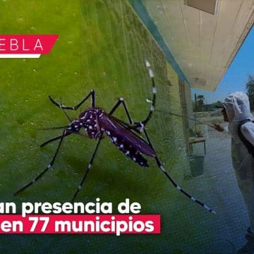 Van más de 3 mil 900 casos de Dengue en 77 municipios de Puebla en 2024