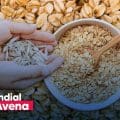 Avena: el superalimento que mejora tu salud y sorprende con su versatilidad