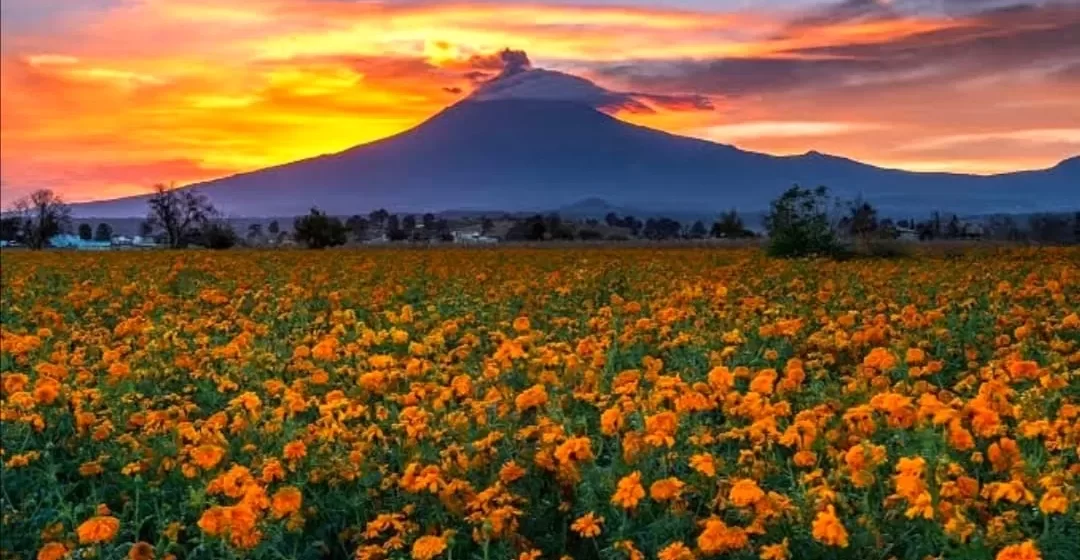 Puebla líder en la producción de la flor de cempasúchil con  el 72%