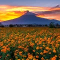 Puebla líder en la producción de la flor de cempasúchil con  el 72%