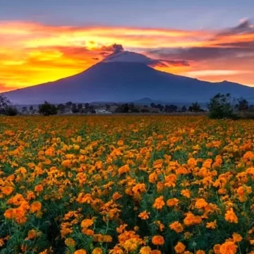 Puebla líder en la producción de la flor de cempasúchil con  el 72%