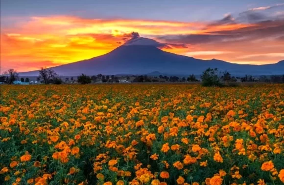 Puebla líder en la producción de la flor de cempasúchil con  el 72%