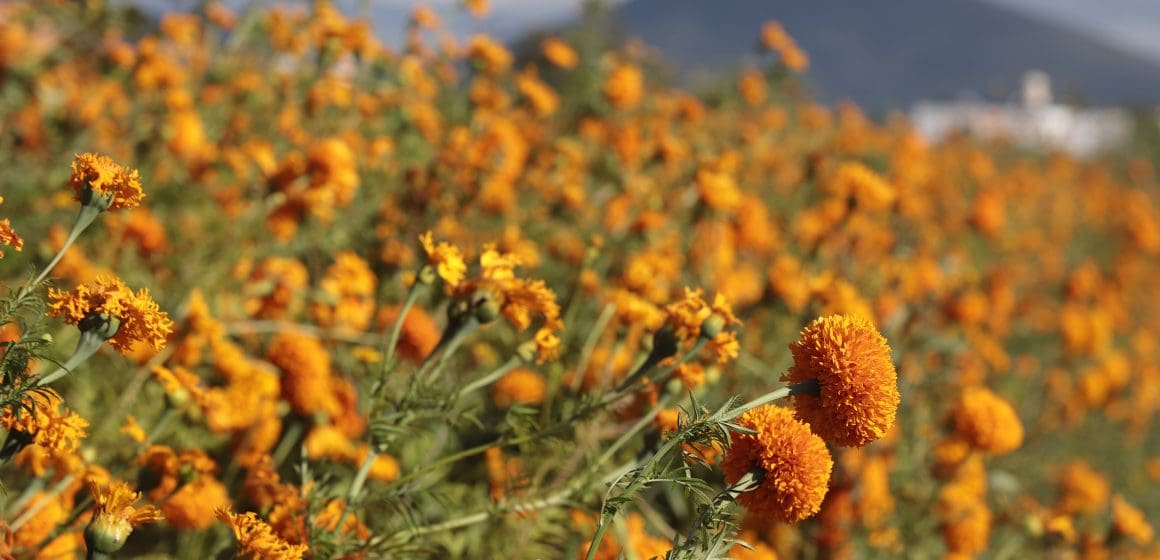 México cuenta con 35 variedades de flor de cempasúchil