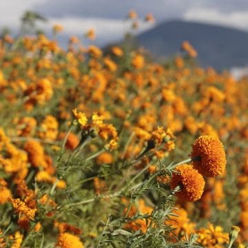 México cuenta con 35 variedades de flor de cempasúchil