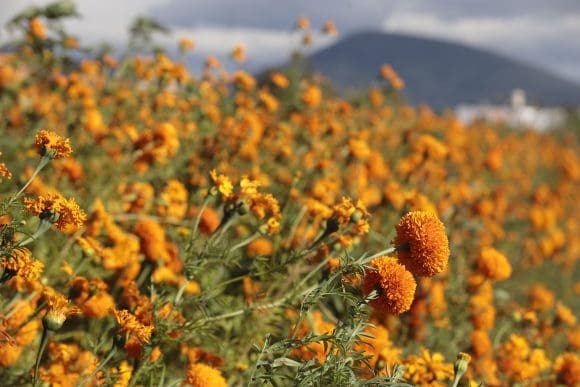 México cuenta con 35 variedades de flor de cempasúchil