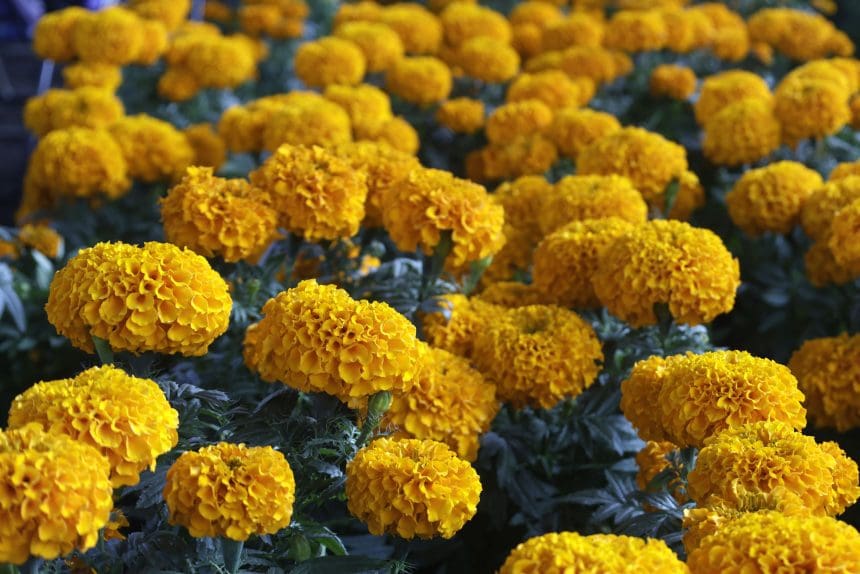 ¡No la tires! Abre Gobierno de la Ciudad centro de acopio para dar una segunda vida a tu flor de Cempasúchil