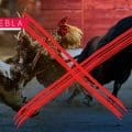  PVEM impulsa prohibición de corridas de toros y peleas de gallos en Puebla