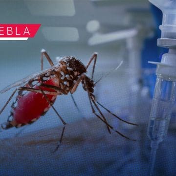 Puebla registra cuatro hospitalizados por dengue en las últimas 24 horas