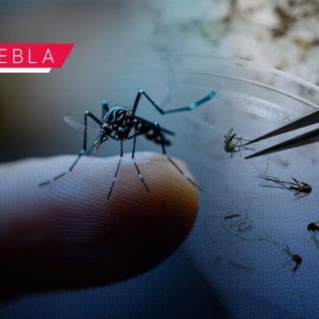 Registra Puebla 43 nuevos contagios de dengue en últimas 24 horas