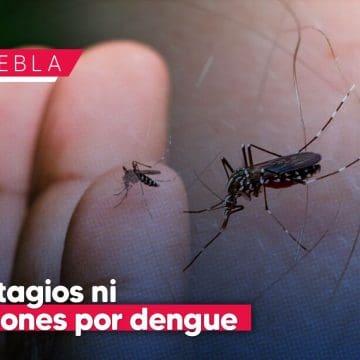 Sin contagios ni defunciones por dengue en Puebla en últimas 24 horas