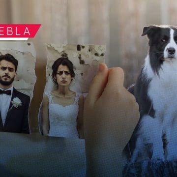 En un divorcio, ¿Con quién se queda el perro? Proponen en Puebla Ley Perrhijos