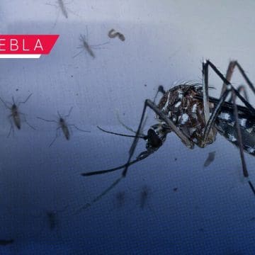 ¡Dengue a la baja! Sin personas hospitalizadas ni defunciones en últimas 24 horas