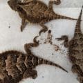 Profepa asegura 76 reptiles en Estafeta