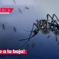 ¡Dengue a la baja! Sin personas hospitalizadas ni defunciones en últimas 24 horas