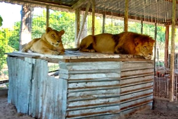 FGR ejecuta cateo y asegura  a dos leones y 11 venados, en La Huerta, Jalisco