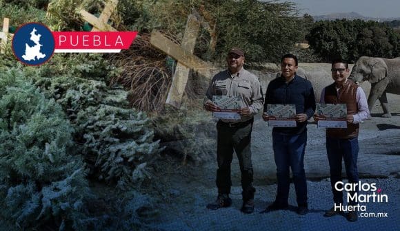 Donación de árboles de navidad te llevan a Africam Safari o Arboterra  