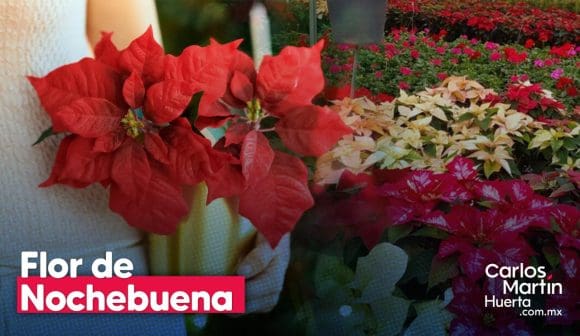 La Flor de Nochebuena: símbolo de la Navidad y orgullo mexicano