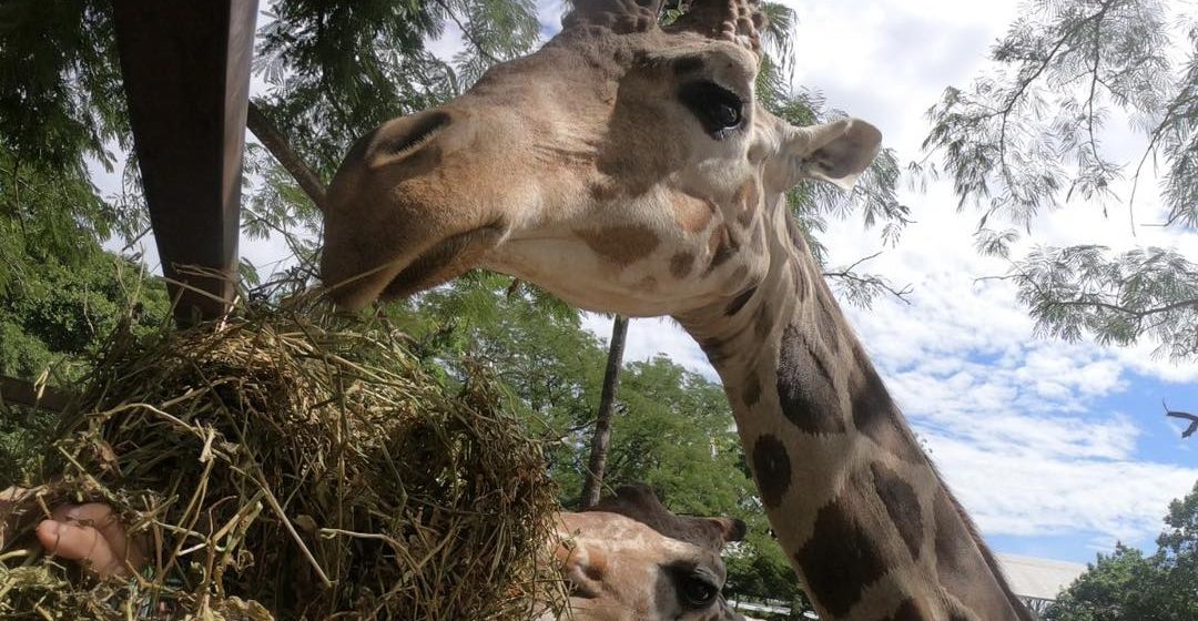 Jirafa ‘extraviada’ en zoológico de Culiacán, murió en septiembre