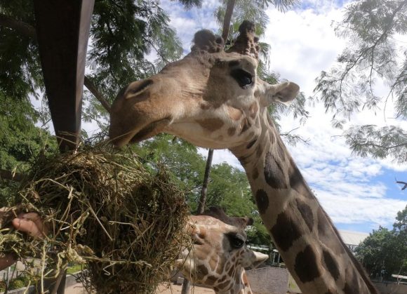 Jirafa ‘extraviada’ en zoológico de Culiacán, murió en septiembre