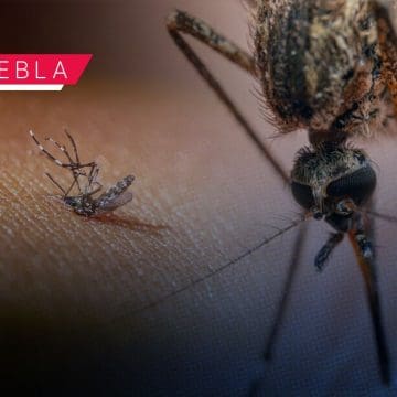 Reporta Salud 4 mil 585 casos acumulados de dengue en Puebla en 2024