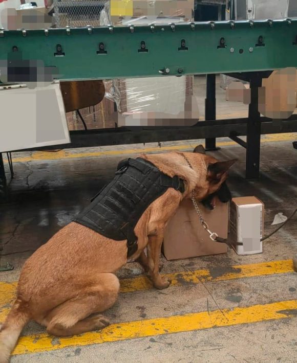 Decomiso droga paquetería Decomisan droga en negocio de paquetería en San Jerónimo Caleras