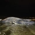 En Mazatlán Ballena Jorobada pierde la vida atrapada en red de pesca