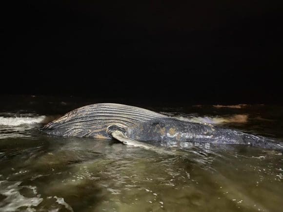 En Mazatlán Ballena Jorobada pierde la vida atrapada en red de pesca