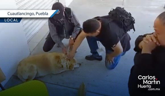 Indignante maltrato animal en Cuautlancingo: atacan a perrita con machete en mercado municipal