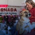 Impulsa Gobierno de la Ciudad jornada de bienestar animal en la colonia Revolución Mexicana