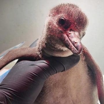 México tiene un pingüino bebé; especie considera en peligro de extinción