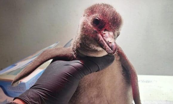 México tiene un pingüino bebé; especie considera en peligro de extinción