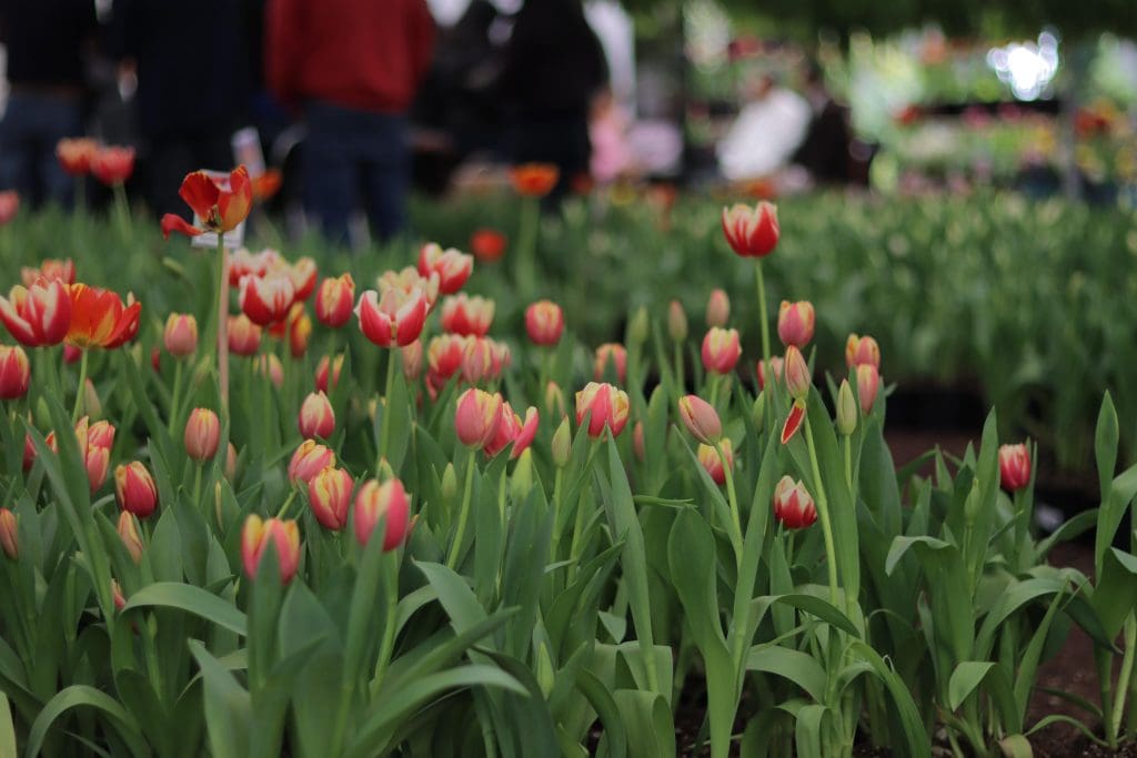 Primavera en Atlixco