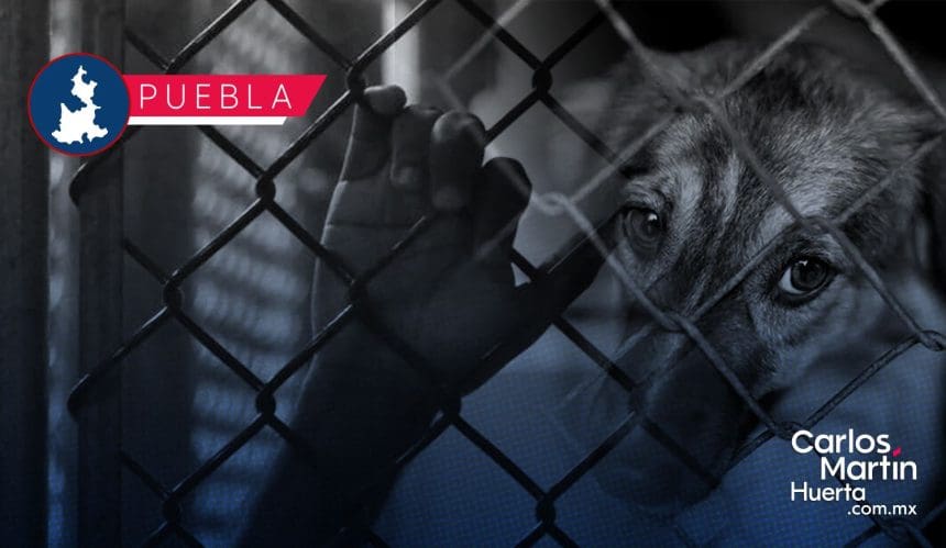 Maltrato animal en Puebla: Localizan a perro colgado en Haras del Bosque