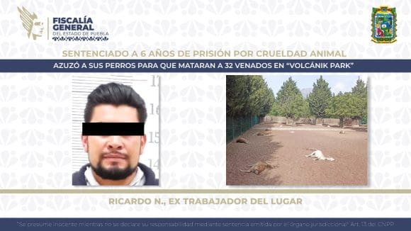 RICARDO-N Obtiene FGE sentencia de 6 años de prisión contra sujeto por crueldad animal, provocó la muerte a 32 venados